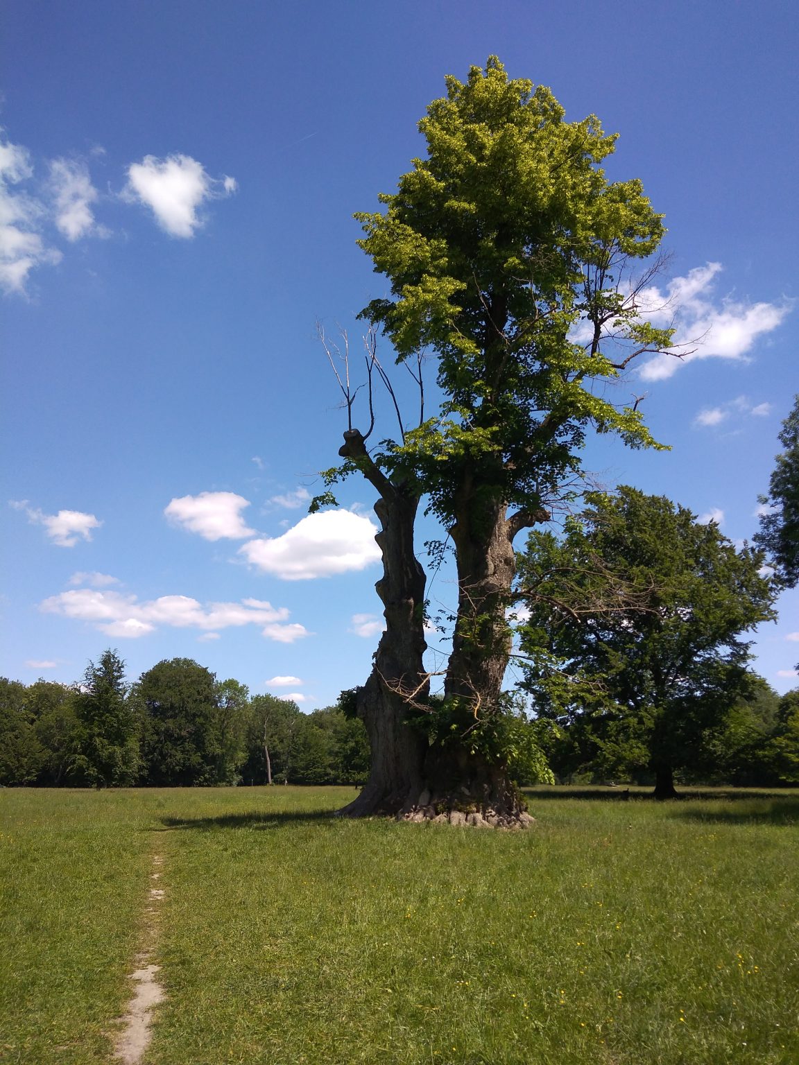 Mein Freund Der Baum Kinderkultur Online Mein Freund Der Baum Kinderkultur Online