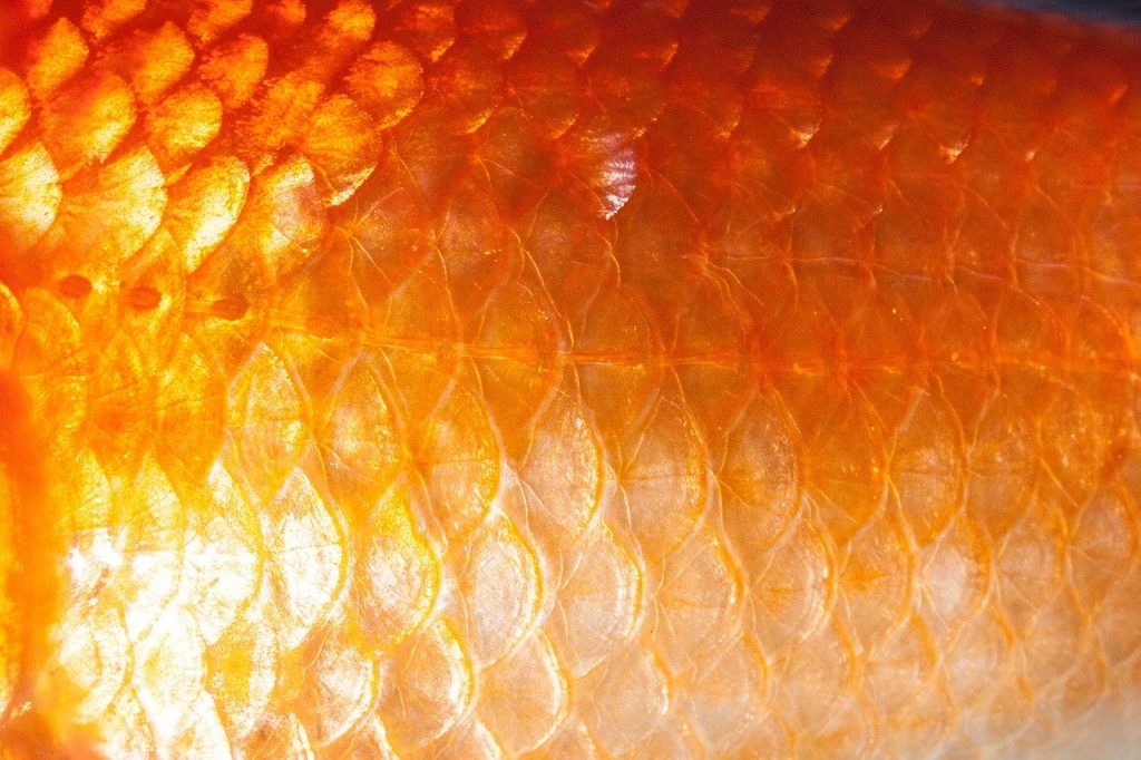 scale, fish scales, goldfish